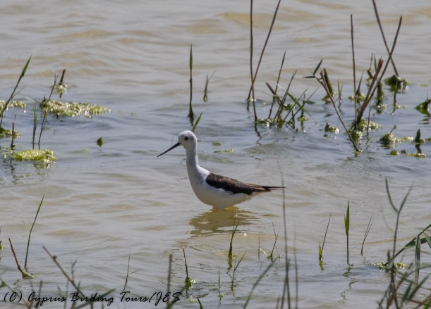 Black-winged Stilt, Oroklini Marsh 26th April 2016 (c) Cyprus Birding Tours