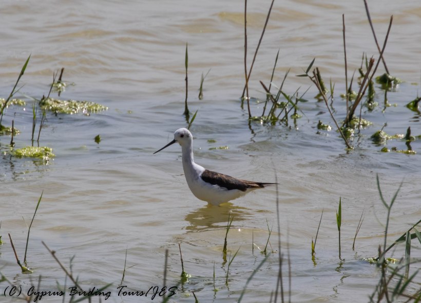 Black-winged Stilt, Oroklini Marsh 26th April 2016 (c) Cyprus Birding Tours