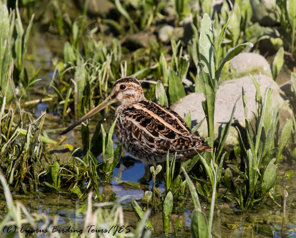 Common Snipe, Agia Varvara 29th April 2016 (c) Cyprus Birding Tours