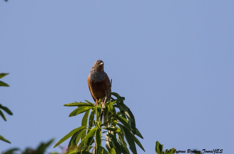 Cretzschmar's Bunting, Prastio April 7th 2016 (c) Cyprus Birding Tours