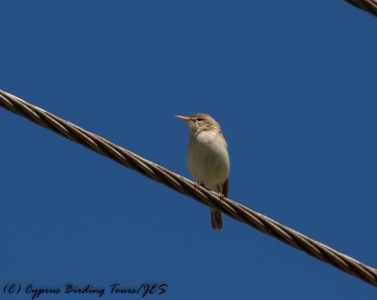 Eastern Olivaceous Warbler, Omodos 29th April 2016 (c) Cyprus Birding Tours