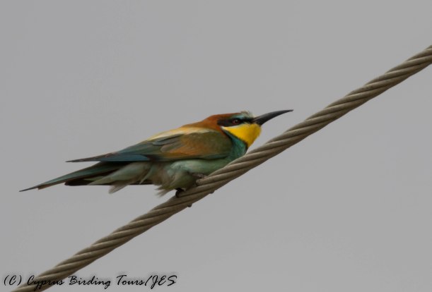 European Bee-eater, Cape Greco 26th April 2016 (c) Cyprus Birding Tours