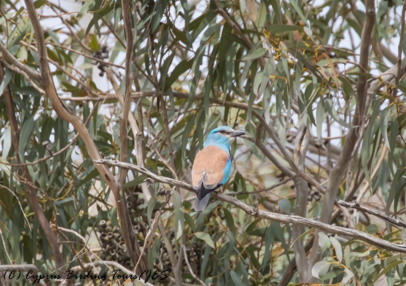 European Roller., Agios Sozomenos, 25th April 2016 (c) Cyprus Birding Tours
