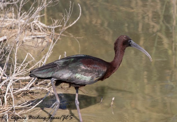 Glossy Ibis, Zakaki Marsh 29th April 2016 (c) Cyprus Birding Tours