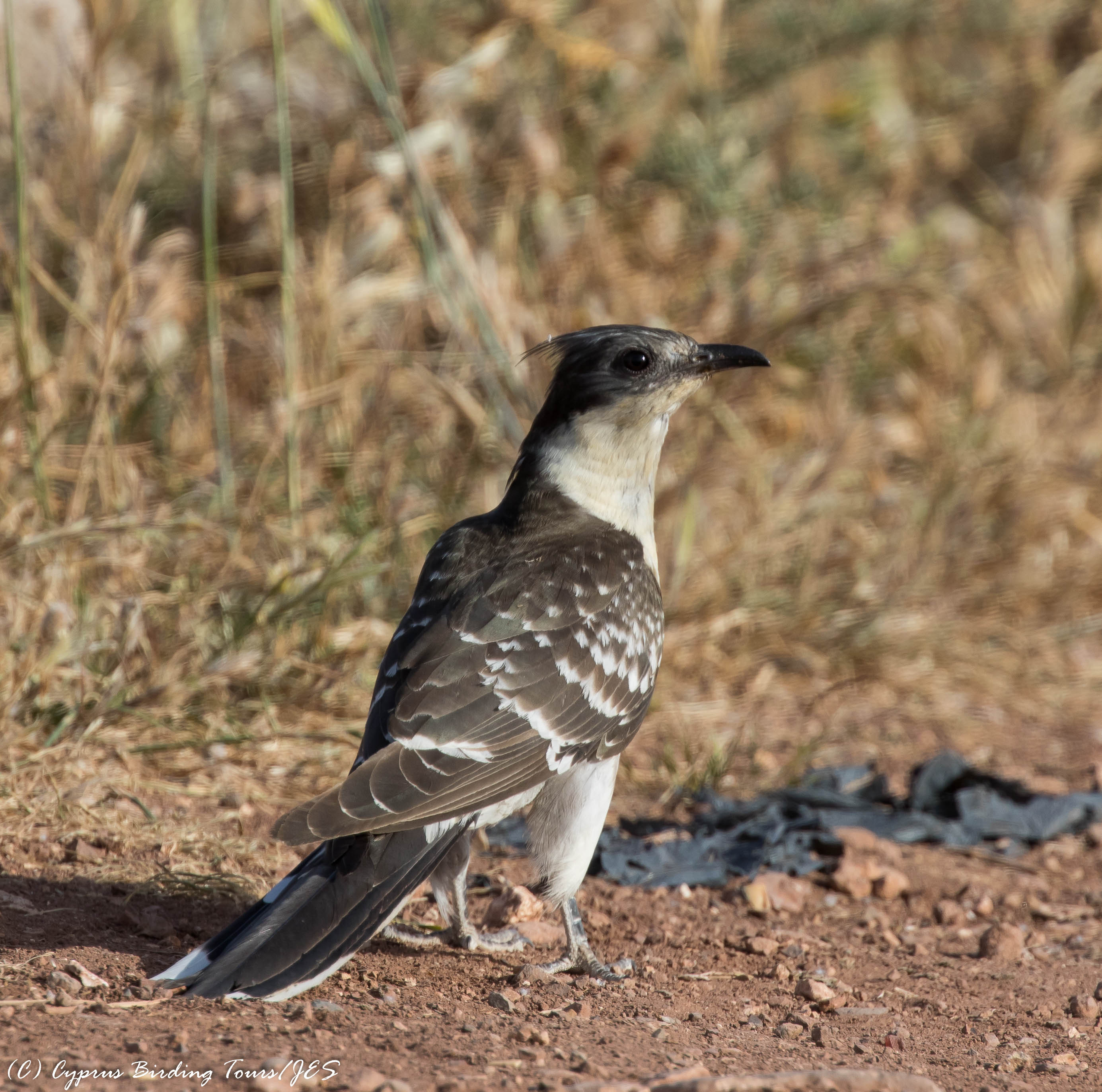 Great Spotted Cuckoo, Anarita Park, 22nd April 2016 (c) Cyprus Birding Tours