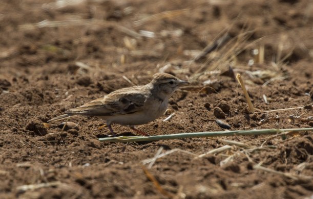 Greater Short-toed Lark, Larnaca 4th April 2016