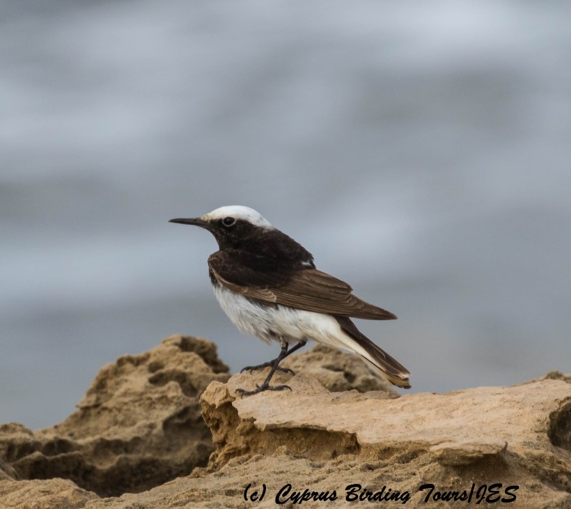 Hooded Wheatear, Timi Beach. 11th April 2016 (Cyprus Birding Tours)