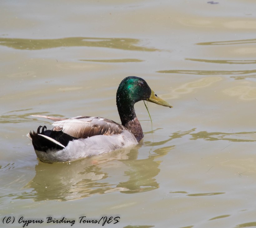 Mallard, Oroklini Marsh 26th April 2016 (c) Cyprus Birding Tours