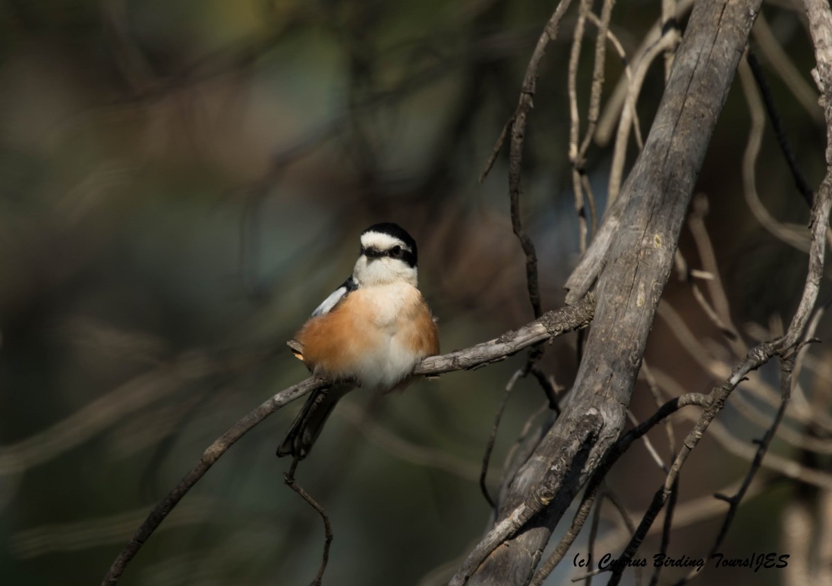 Masked Shrike, Prastio 7th April 2016 (c) Cyprus Birding Tours