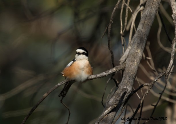 Masked Shrike, Prastio 7th April 2016 (c) Cyprus Birding Tours