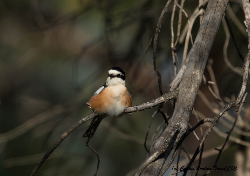 Masked Shrike, Prastio 7th April 2016 (c) Cyprus Birding Tours