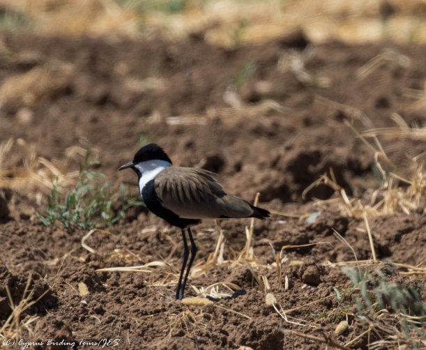 Spur-winged Lapwing, Mandria 22nd April 2016 (c) Cyprus Birding Tours