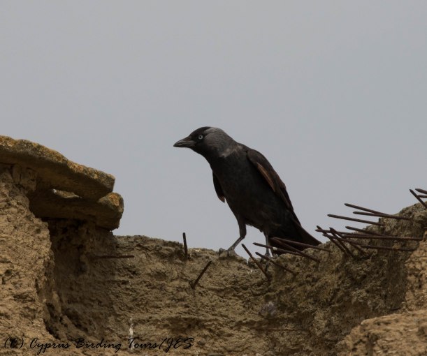 Western Jackdaw , Agios Sozomenos, 25th April 2016 (c) Cyprus Birding Tours