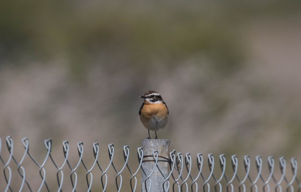 Whinchat, Akrotiri, 6th April 2016 (c) Cyprus Birding Tours