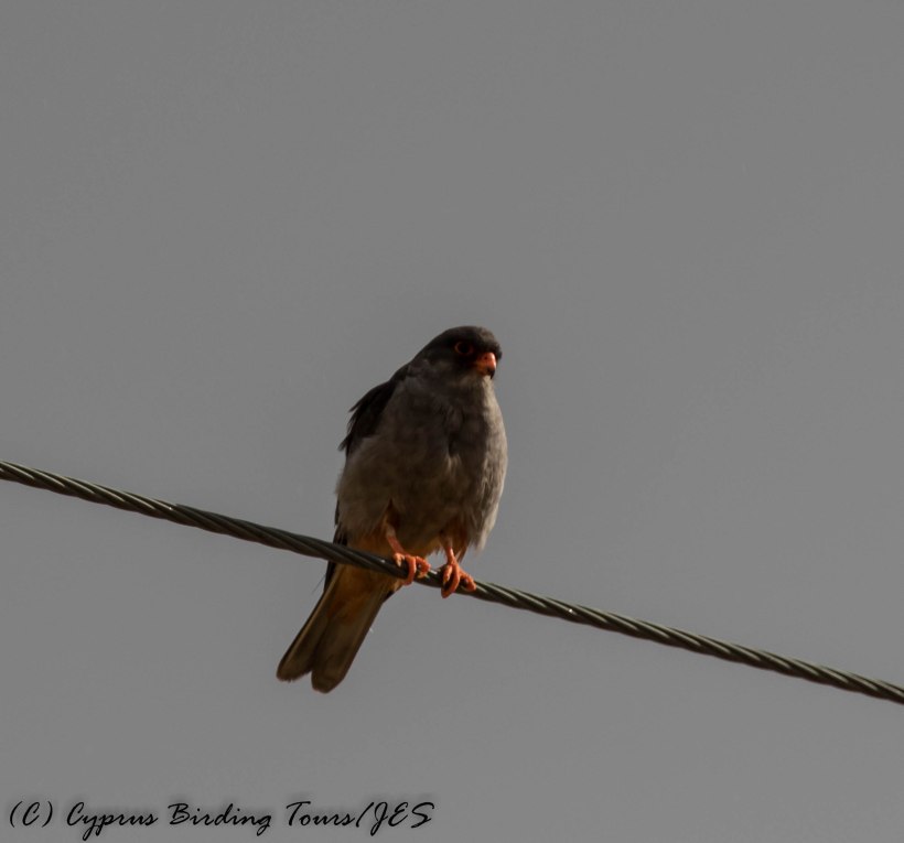 Amur Falcon, Anarita Park 5th May 2016 (c) Cyprus Birding Tours
