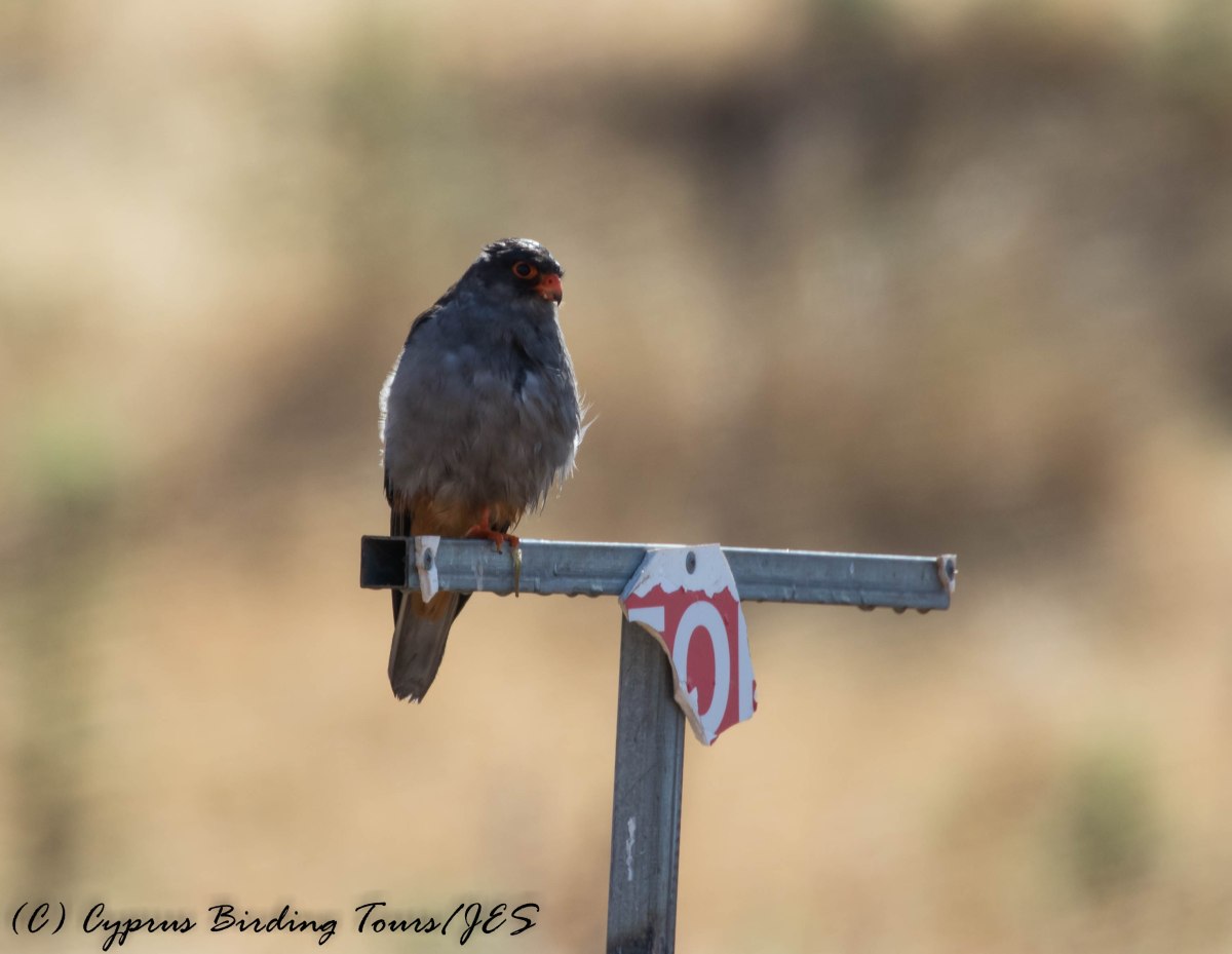 Amur Falcon drying off in the rain, Anarita Park, 6th May 2016