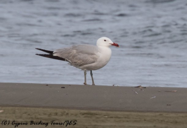 Auduoin's Gull 2, Spiros Beach 17th May 2016 (1 of 1)