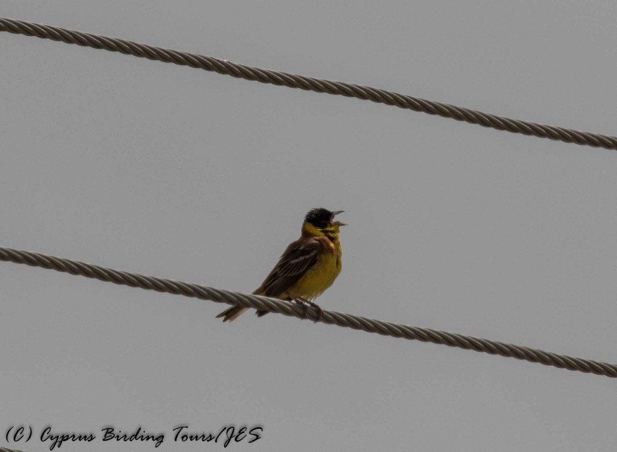 Black-headed Bunting, Arodes, 6th May 2016 (c) Cyprus Birding Tours
