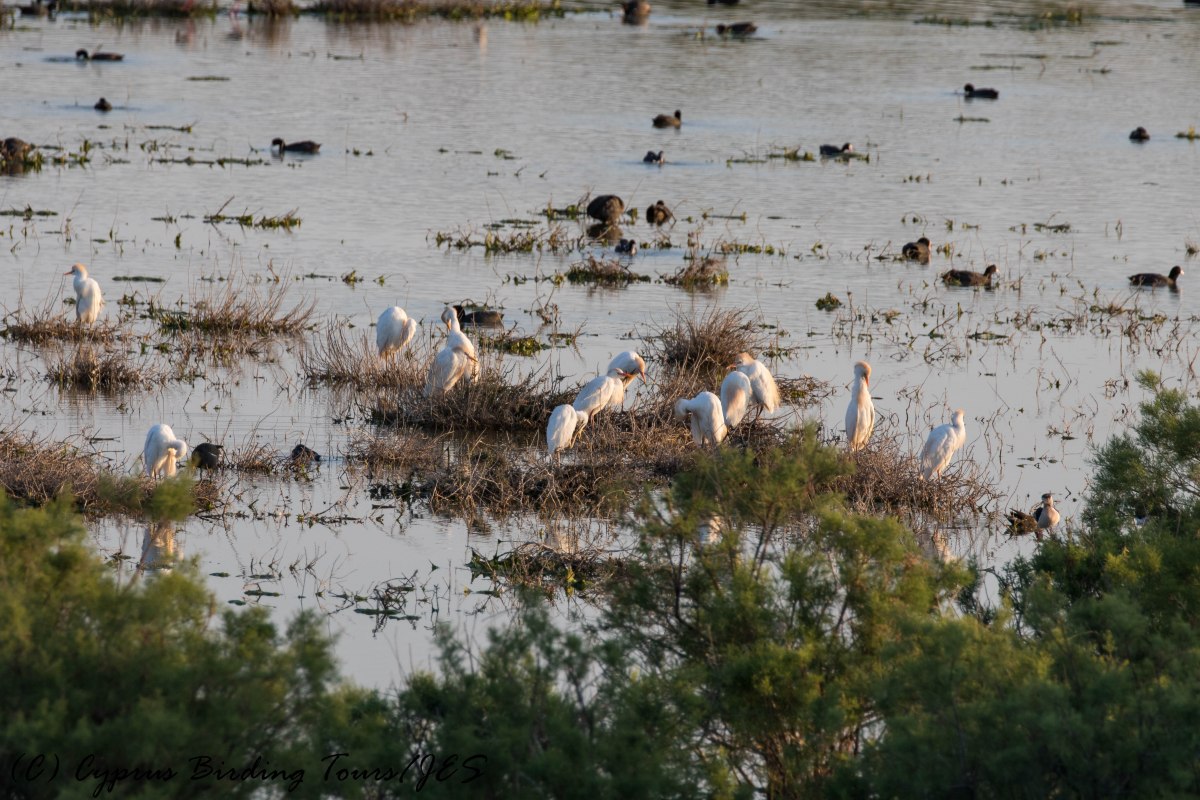 Cattle Egret, Oroklini Marsh, 9th May 2016 (c) Cyprus Birding Tours