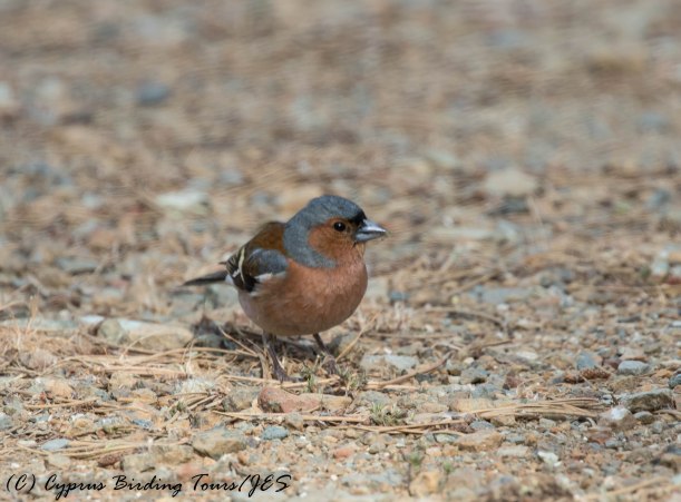 Common Chaffinch, Livadi tou Pashia, 31st May 2016 (c) Cyprus Birding Tours