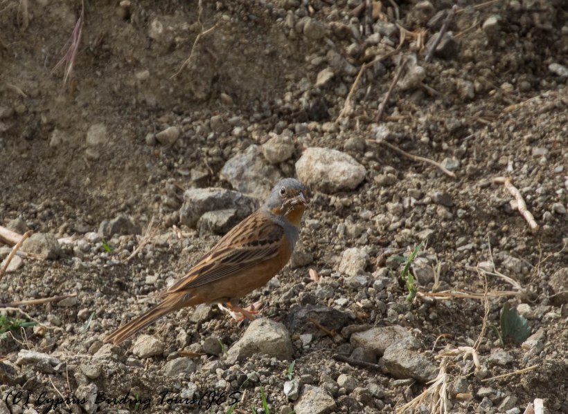 Cretzschmar's Bunting, Anarita Park 5th May 2016 (c) Cyprus Birding Tours