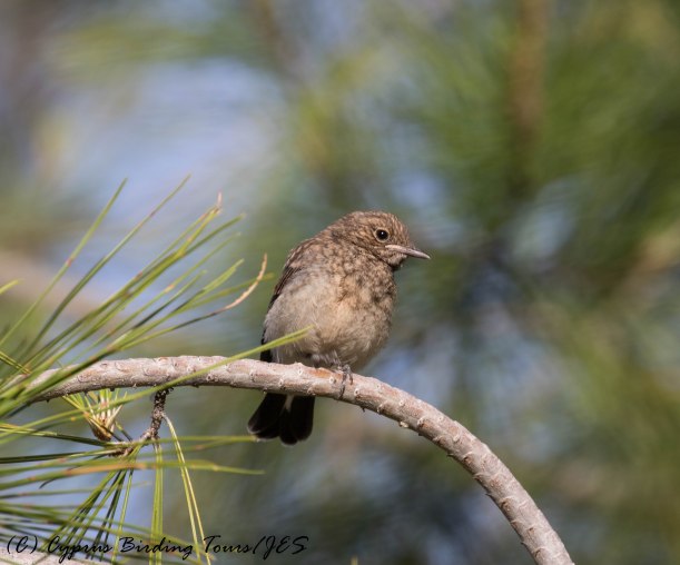 Cyprus Wheatear fledgling, Amiandos, 31st May 2016 (c) Cyprus Birding Tours