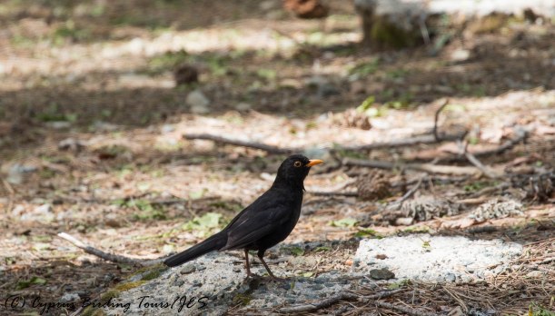 Eurasian Blackbird, Caledonia Trail, 31st May 2016 (c) Cyprus Birding Tours