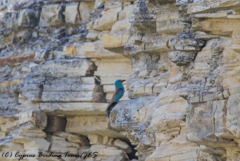 European Roller, Panagia Stazousa, 20th May 2016 (c) Cyprus Birding Tours