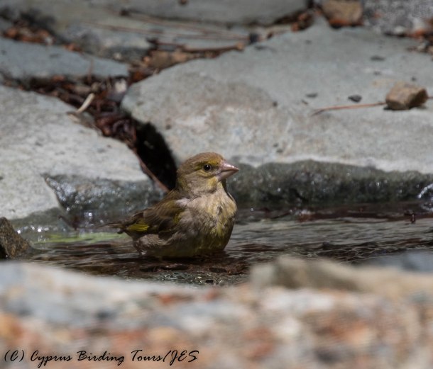 European Greenfinch Platania, 31st May 2016 (c) Cyprus Birding Tours