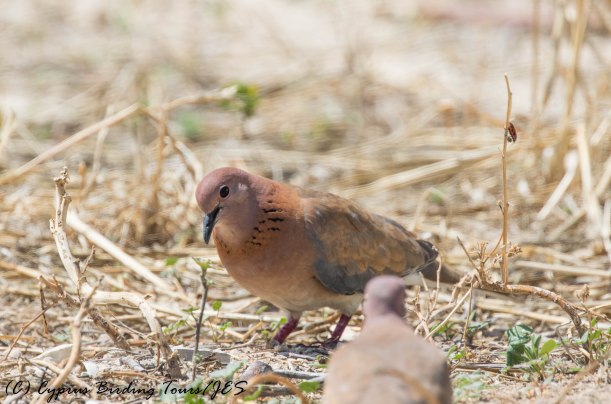 Laughing Dove 2, Aradippou, 20th May 2016 (c) Cyprus Birding Tours