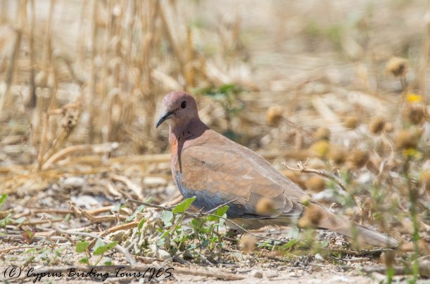 Laughing Dove, Aradippou, 20th May 2016 (c) Cyprus Birding Tours