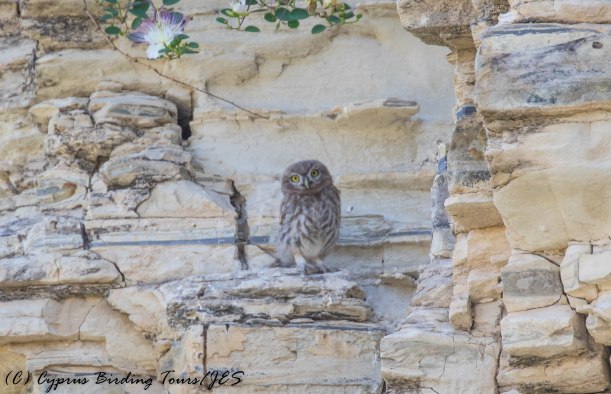 Young Little Owl, Panagia Stazousa, 20th May 2016 (c) Cyprus Birding Tours