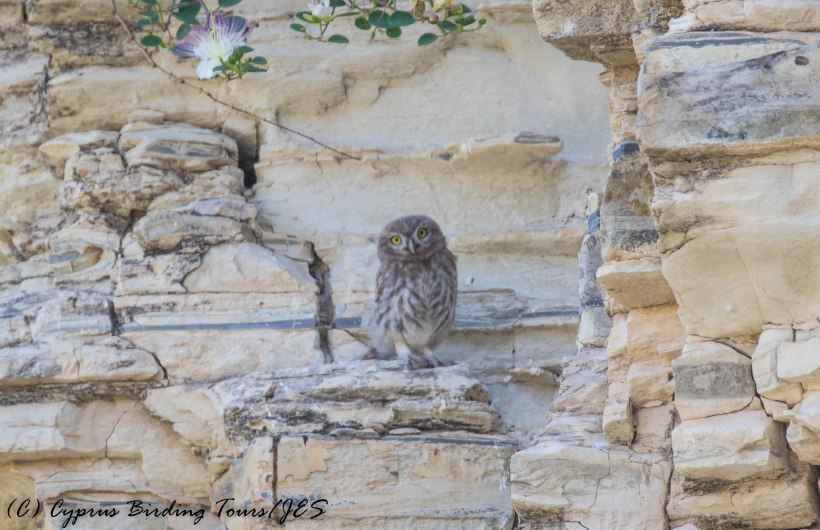 Young Little Owl, Panagia Stazousa, 20th May 2016 (c) Cyprus Birding Tours