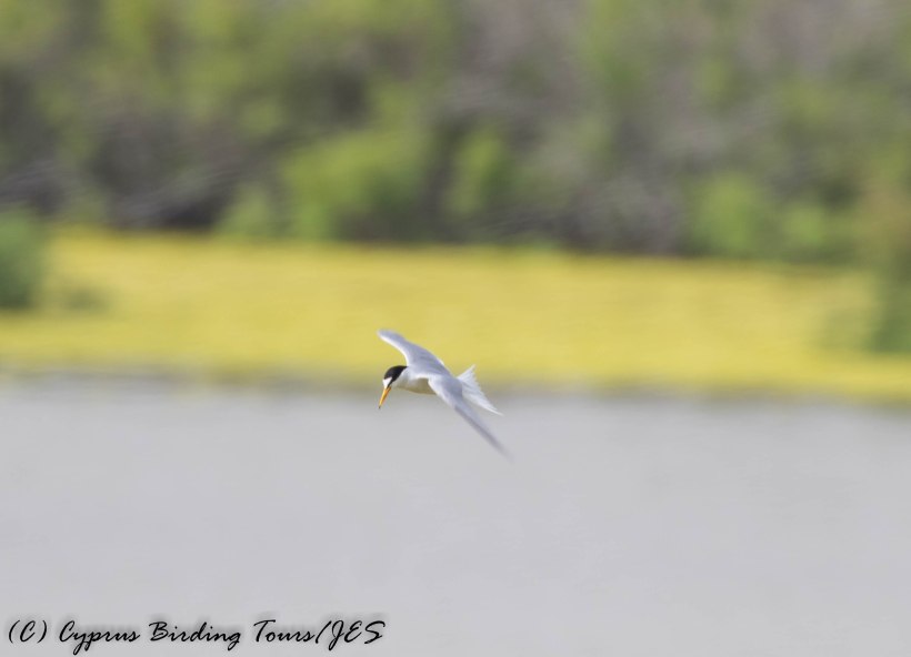 Little Tern, Oroklini Marsh, 14th May 2016 (c) Cyprus Birding Tours