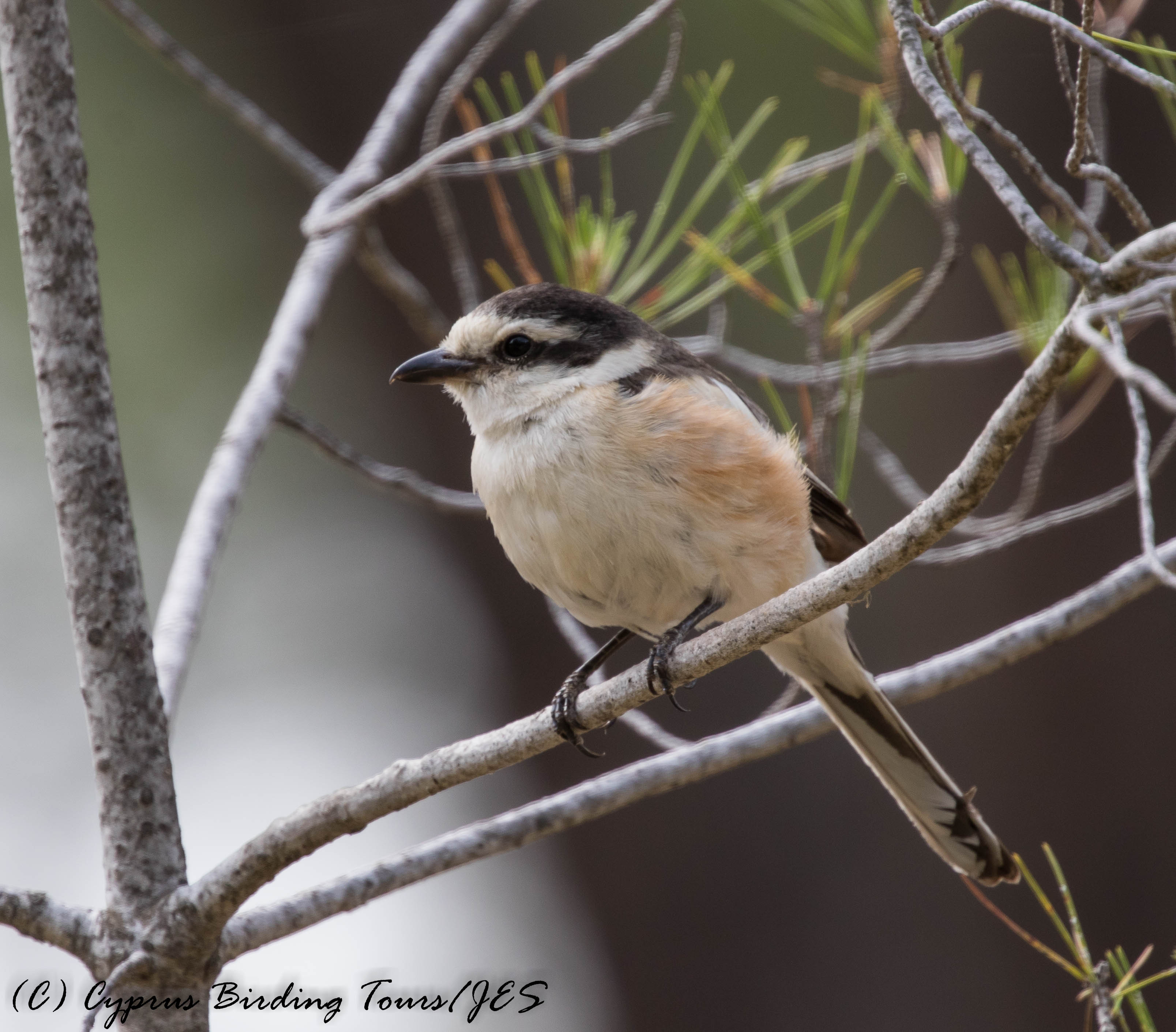 Masked Shrike, Panagia 11th May 2016 (c) Cyprus Birding Tours
