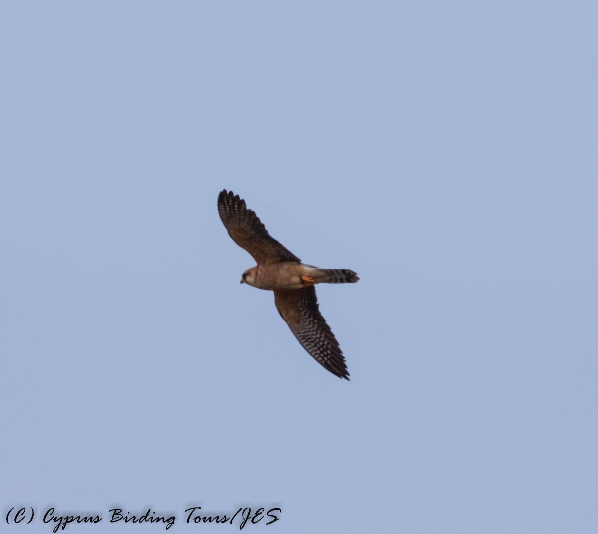 Red-footed Falcon female, Anarita Park 7th May 2016 (c) Cyprus Birding Tours