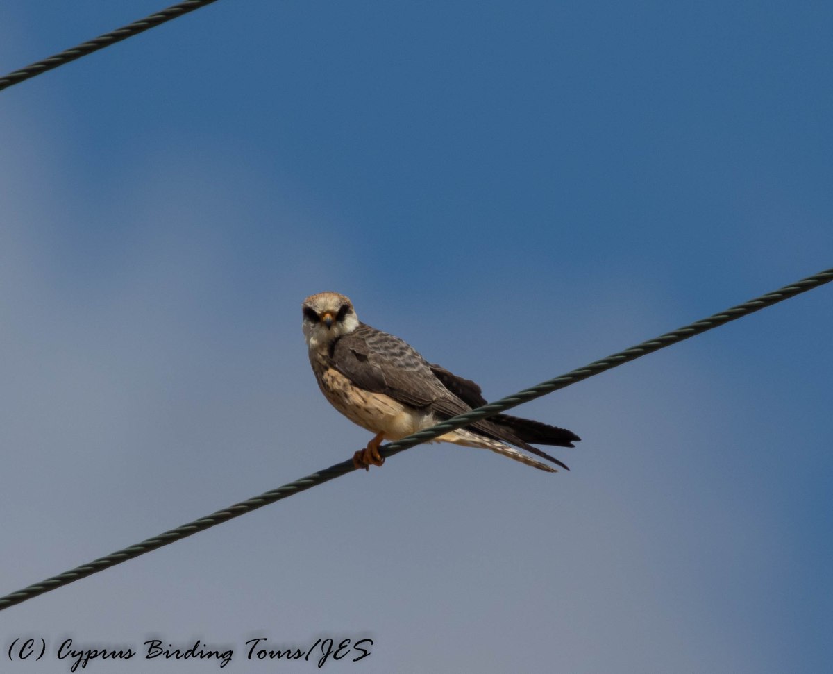 Red-footed Falcon female, Anarita Park 7th May 2016 (c) Cyprus Birding Tours