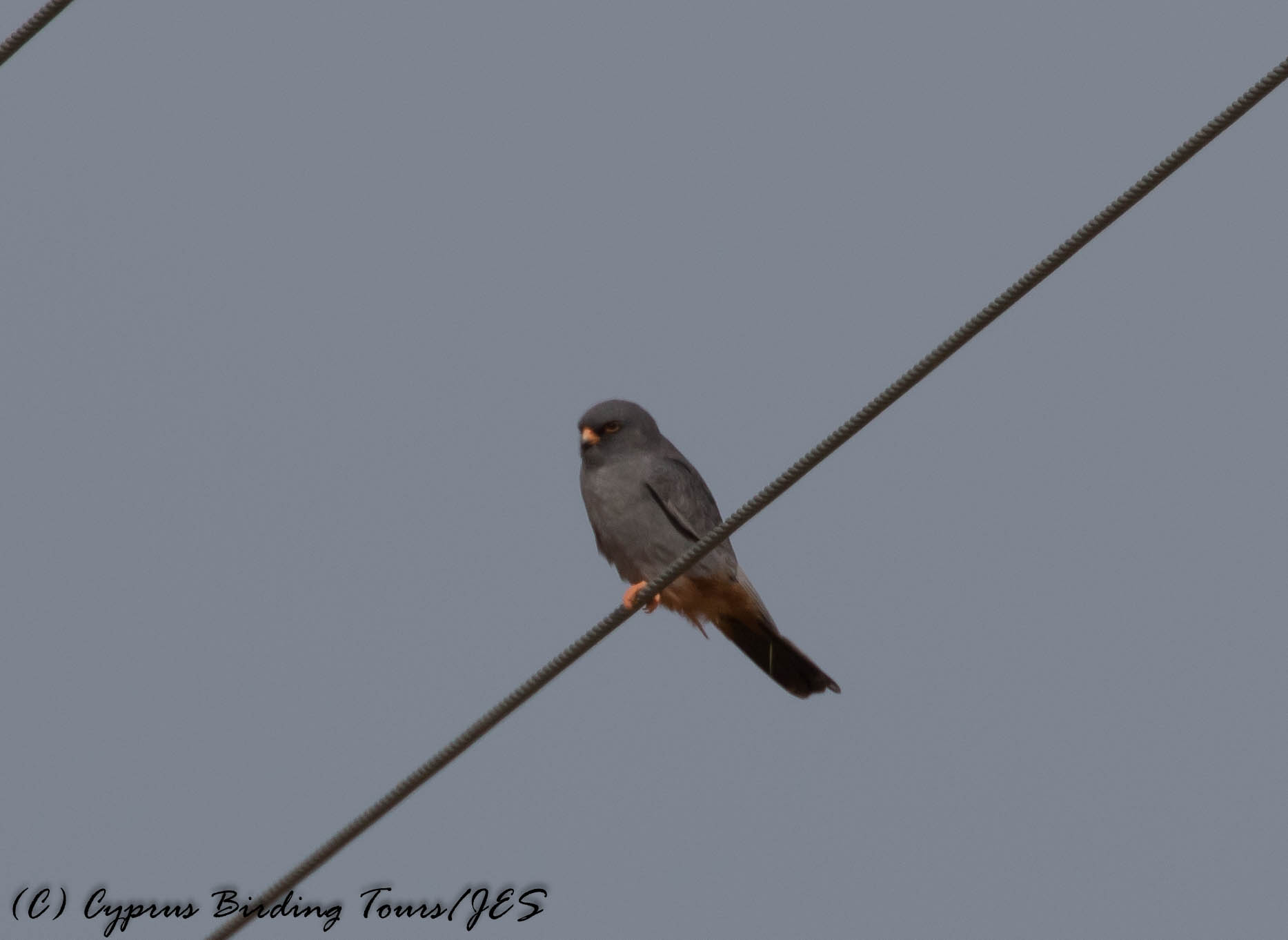 Red-footed Falcon, Anarita Park 30th April 2016 (c) Cyprus Birding Tours