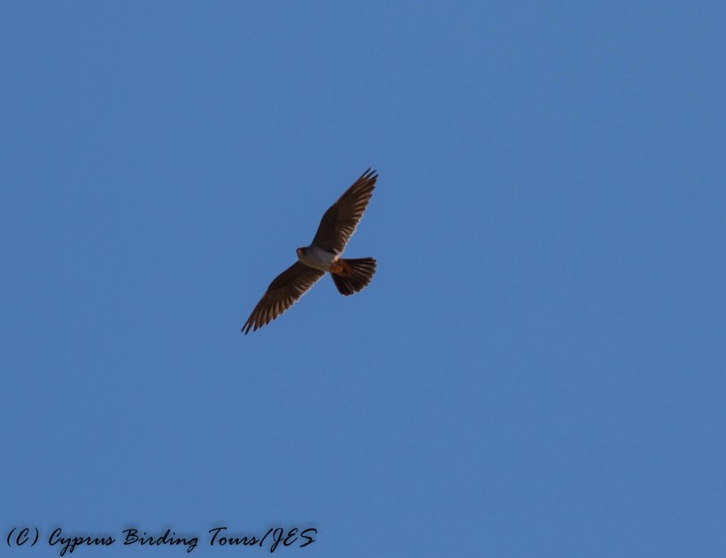 Red-footed Falcon, Anarita Park 7th May 2016 (c) Cyprus Birding Tours