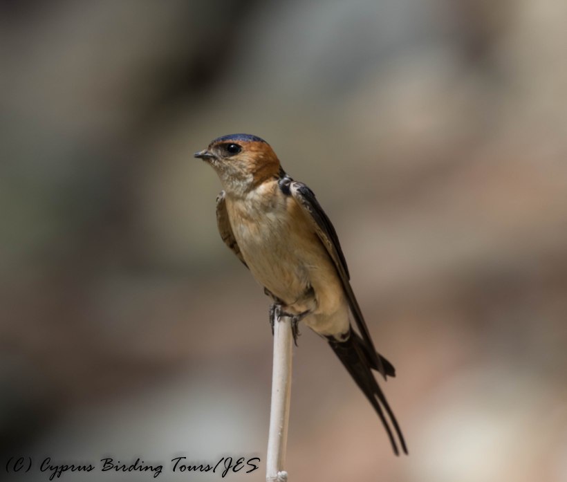 Red-rumped Swallow, Platania, 31st May 2016 (c) Cyprus Birding Tours
