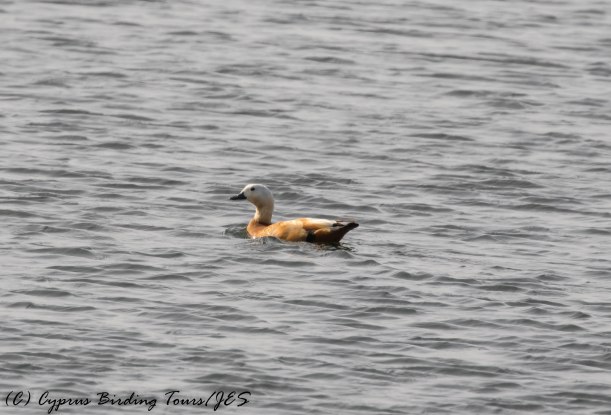Ruddy Shelduck , Larnaca Sewage Works 16th May 2016 (c) Cyprus Birding Tours