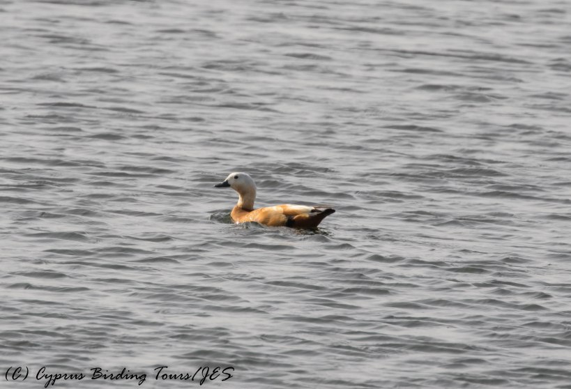 Ruddy Shelduck , Larnaca Sewage Works 16th May 2016 (c) Cyprus Birding Tours