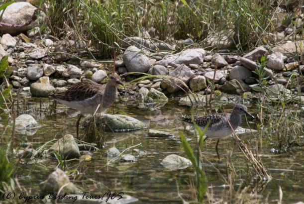Ruff and Wood Sandpiper, Agia Varvara 30th April 2016 (c) Cyprus Birding Tours