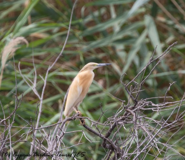 Squacco Heron Larnaca Salt Lake 16th May 2016 (c) Cyprus Birding Tours