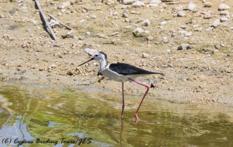 Black-winged Stilt, Athalassa 9th June 2016 (c) Cyprus Birding Tours