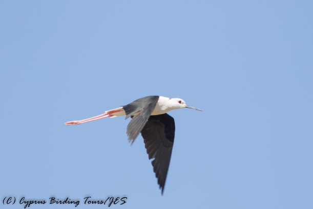 Black-winged Stilt, Larnaca 13th June 2016 (c) Cyprus Birding Tours