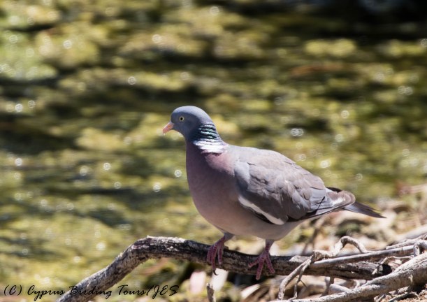 Common Woodpigeon, Athalassa 9th June 2016 (c) Cyprus Birding Tours