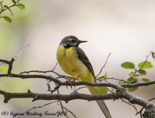 Grey Wagtail, Caledonia Trail, 10th June 2016 (c) Cyprus Birding Tours