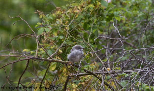 Masked Shrike juvenile, Livadi tou Pashia, 10th June 2016 (c) Cyprus Birding Tours