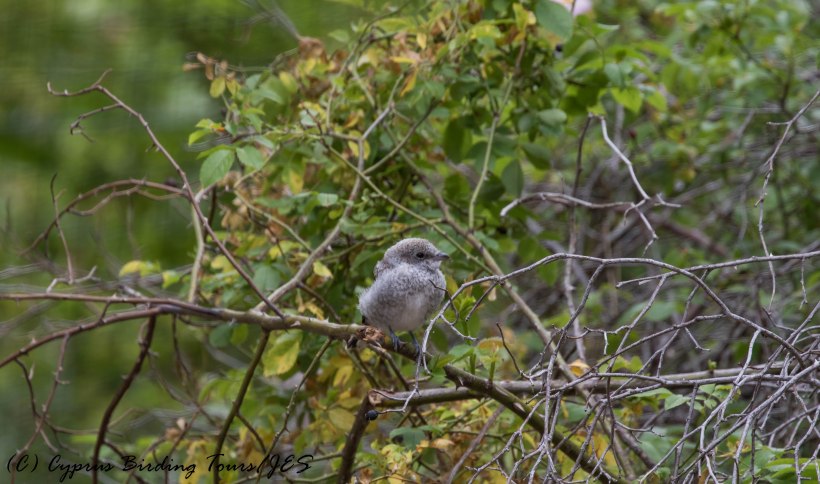 Masked Shrike juvenile, Livadi tou Pashia, 10th June 2016 (c) Cyprus Birding Tours